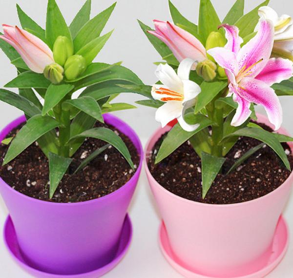 香水百合種球怎么種