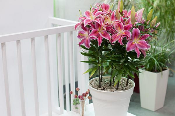 百合花什么時候開花