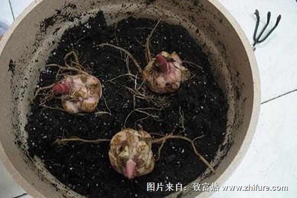 香水百合種球怎么種