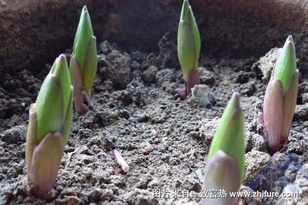 香水百合種球怎么種