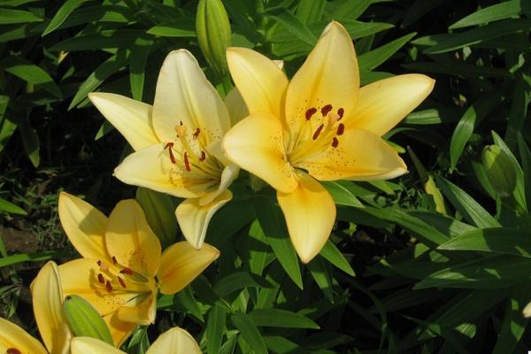 香水百合種球怎么種