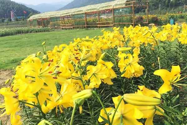 百合花什么時候開花