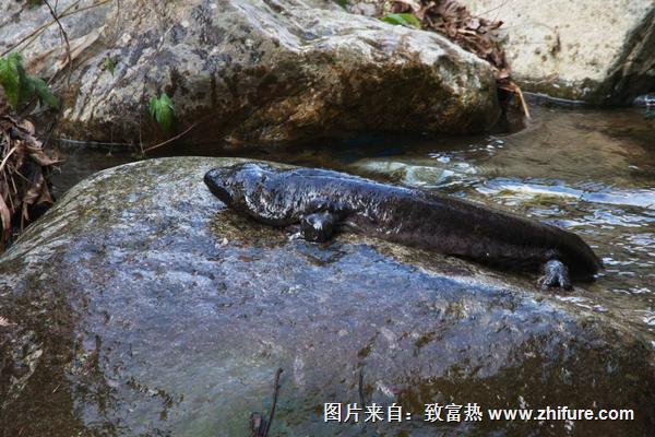 娃娃魚的營養價值與功效作用
