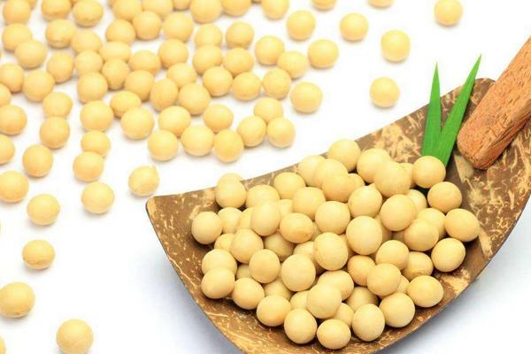 大豆出油率是多少?