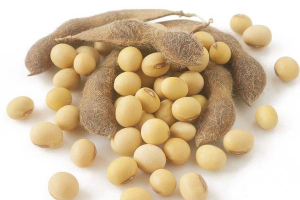 大豆出油率是多少?