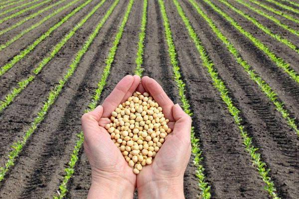 大豆出油率是多少?