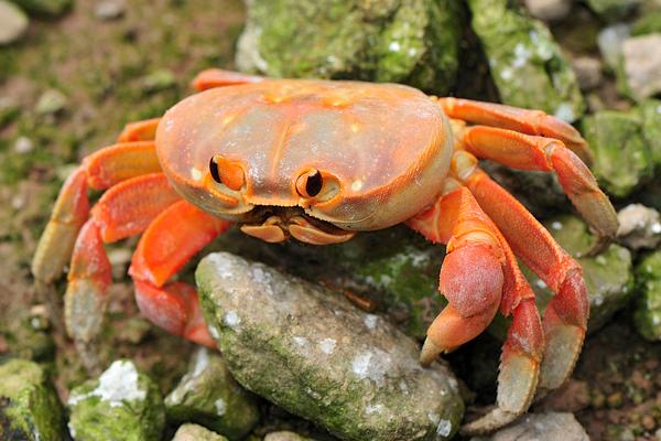 螃蟹和地瓜能一起吃嗎