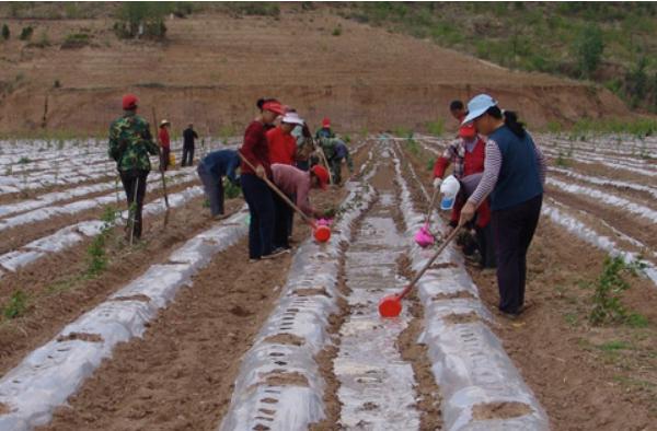 種紅薯用什么肥料?