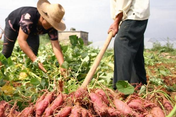 種紅薯用什么肥料?