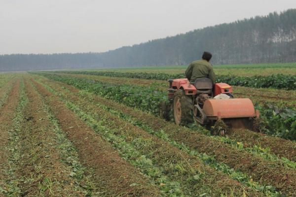 種紅薯用什么肥料?