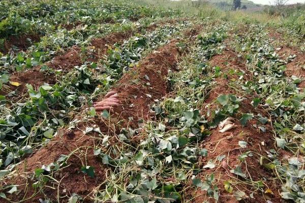 種紅薯用什么肥料?