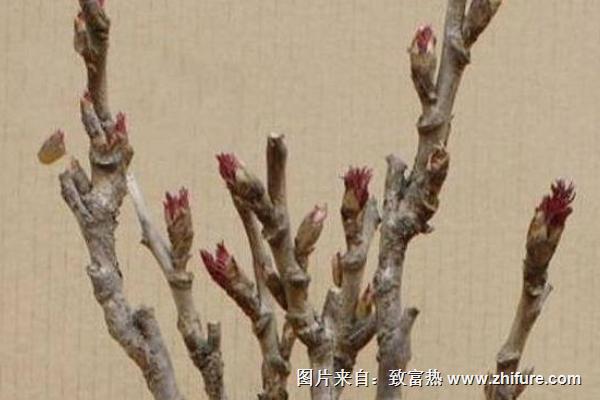 觀賞牡丹花苗價格多少錢一棵 國內看牡丹花去哪里最好