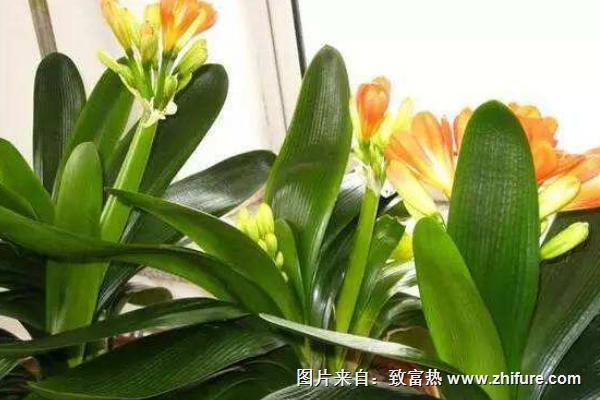 君子蘭花圖片大全