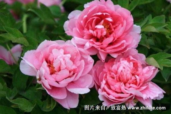 牡丹花圖片大全