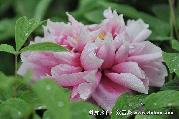 牡丹花有多少品種