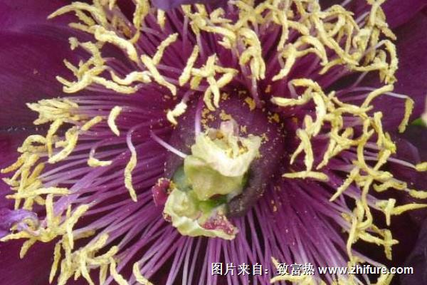 牡丹花籽價格多少錢一斤