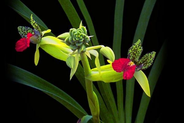 蘭花簡筆畫怎么畫(圖解步驟)