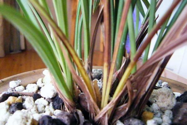 蘭花葉子發(fā)黃怎么辦