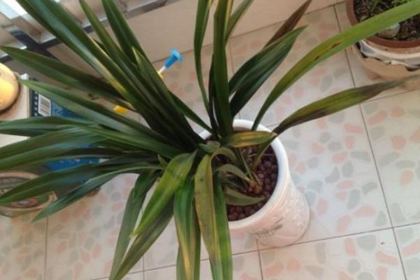 蘭花葉子發(fā)黃怎么辦