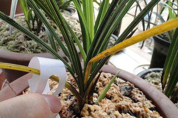 蘭花葉子發(fā)黃怎么辦