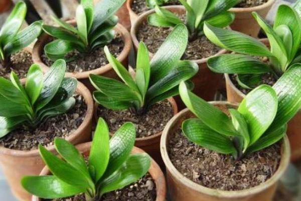 蘭花葉子發(fā)黃怎么辦