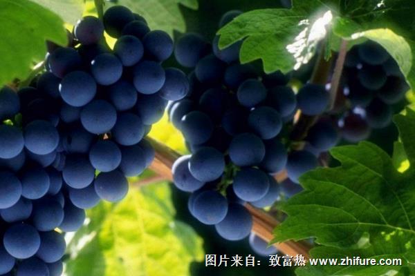 夏黑葡萄價格多少錢一斤