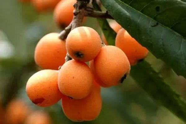 孕婦可以吃枇杷嗎