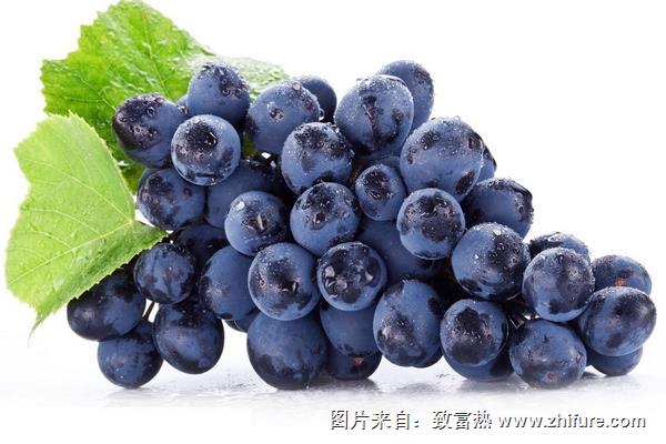 夏黑是葡萄還是提子