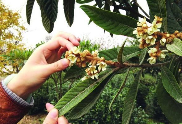 枇杷花茶的功效與作用及禁忌