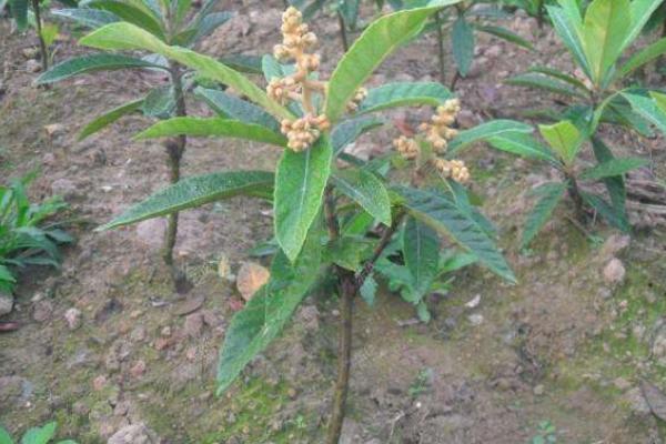 枇杷樹苗的栽培技術(shù)