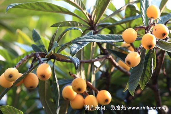 枇杷樹苗的栽培技術