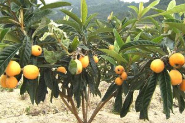 枇杷樹苗的栽培技術(shù)