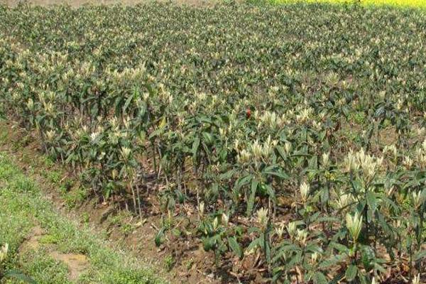 枇杷樹苗的栽培技術(shù)