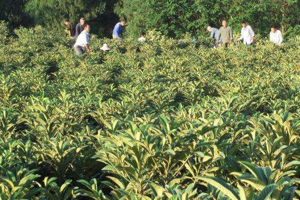 枇杷樹苗的栽培技術(shù)