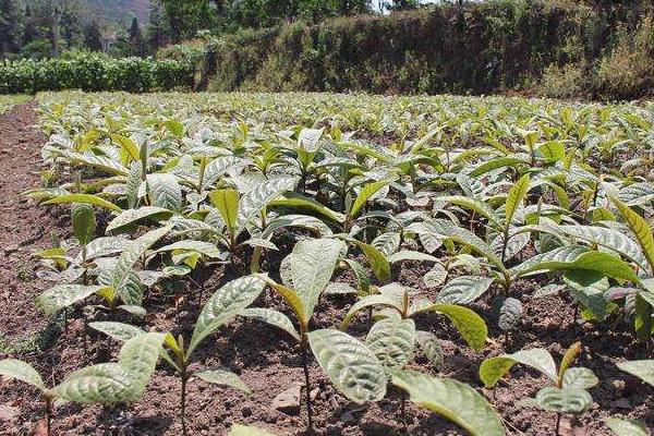 枇杷樹苗的栽培技術(shù)