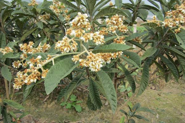 枇杷樹苗的栽培技術(shù)