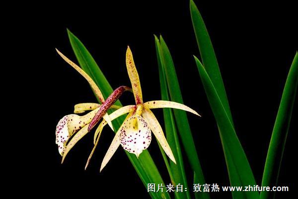 蘭花葉子發黃怎么辦