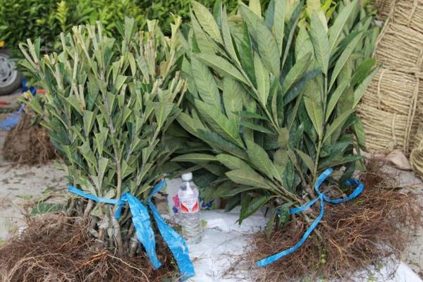 枇杷樹苗價格多少錢一棵