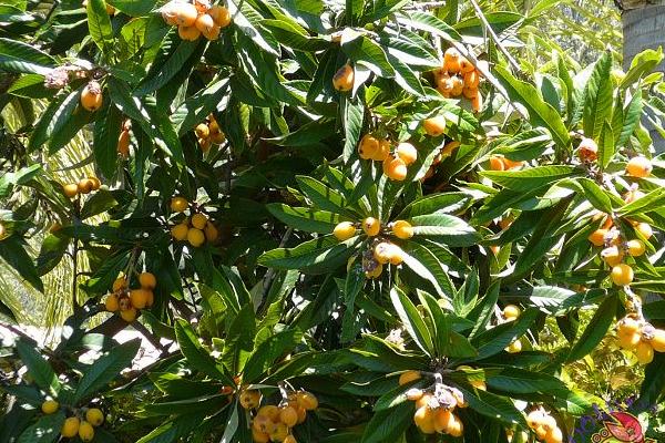 枇杷是熱性還是涼性