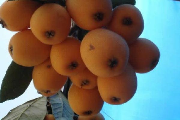 枇杷是熱性還是涼性