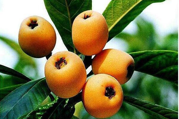 枇杷是熱性還是涼性