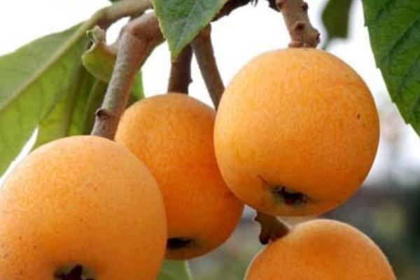 枇杷是熱性還是涼性