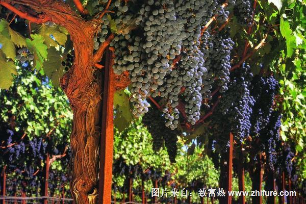 夏黑葡萄有籽嗎