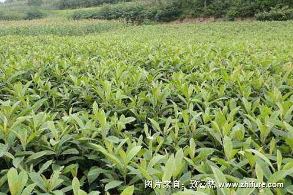 枇杷樹苗價格多少錢一棵