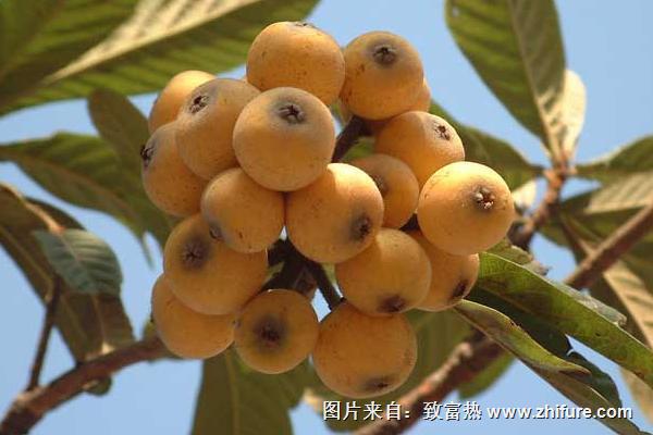 枇杷是什么季節的水果