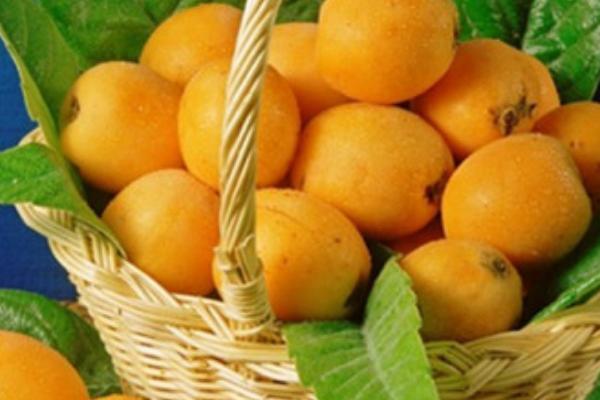 枇杷是什么季節(jié)的水果