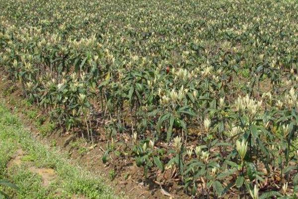 枇杷樹苗價格多少錢一棵