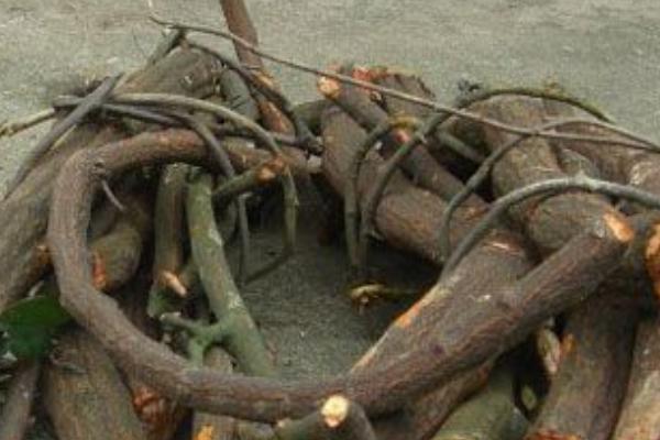 枇杷是什么季節(jié)的水果