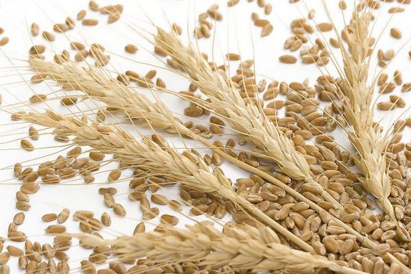 枇杷是什么季節(jié)的水果