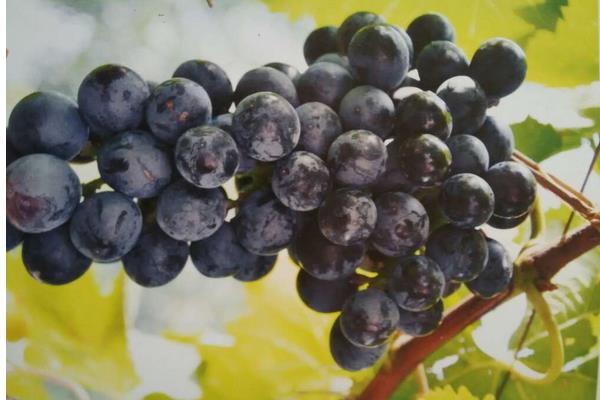 夏黑葡萄的營養價值